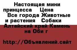 Настоящая мини принцесса  › Цена ­ 25 000 - Все города Животные и растения » Собаки   . Алтайский край,Камень-на-Оби г.